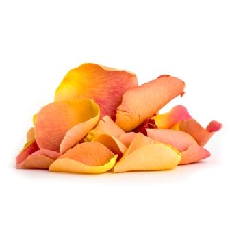 Peach Blush Rose Petals